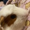 Bonded pair of male guinea pigs about 1 year