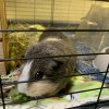 Peaches: Curious, Confident Female Piggie