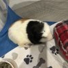 2 male Guinea pigs (about 2-3yrs old)