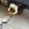 2 Bonded Female Guinea Pigs