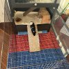 2 Male Bonded Guinea Pigs Looking to Rehome