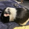 Two Five Year Old Male Bonded Pair