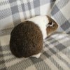 Baby, 3 year old female