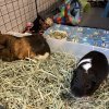 2 Male guinea Pigs - 4yrs - comes w/ supplies