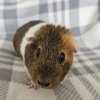 Baby, 3 year old female