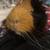 Bonded Pair of Guinea Pigs - supplies include