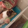 Rehoming guinea pig