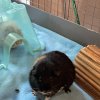 Two adult female guinea pigs