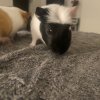 2 male guinea pig brothers
