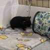 3 bonded females with accessories included