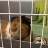 Male guinea pig 1 year old