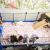 Sisters Peanut and Mocha need a new home
