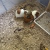 2 sweet male Guinea Pigs