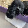 Two Female Guinea Pigs Need A New Home