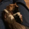 2 Male Guinea Pigs Bonded (1 year)