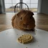 Herd of 4 female guinea pigs