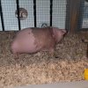 Very Nice Skinny Pig