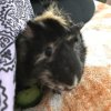 2 Male Guinea Pigs with cage and accessories