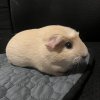 1 Year old Female Piggies