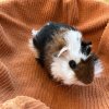 Baby Guinea Pigs