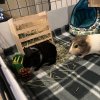 3 bonded females with accessories included
