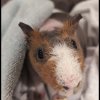 Young Male Skinny Pig - sweetest boy ever!