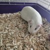 Two girl gueina pigs