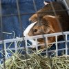 Rehoming 2 male guinea pigs plus C&amp;amp;C cage