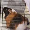 Two Quiet Male Guinea Pigs