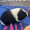 4 bonded females