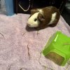2 guinea pigs with cage and equipment