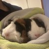 4 Female Guinea Pigs