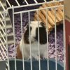 TWO FEMALE GUINEA PIGS IN DFW AREA