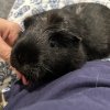 Momo - Female guinea pig age 4yrs