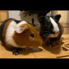 Two Male Bonded Guinea pigs