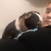 2 Female Bonded 2yr old Guinea Pig