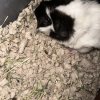 ? Two Adorable Long-Haired Female Guinea Pig