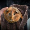Family Fur-ever: Dad &amp;amp; Two Sons Rehome Ready