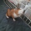 Rehoming a 4 week old male piggy