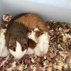 6 week old guinea pigs ready for new homes!