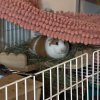 4 Sweet Female guinea pigs need your love- 2 bonded, 2 singles