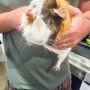 2 bonded male guinea pigs