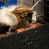 1 Female Guinea Pig Needs Rehoming