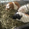Brownie, Marshmallow,Oreo looking for a home