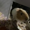 Rehoming 1 year old male bonded guinea pigs