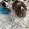 Two male Guinea pigs looking for a new home