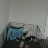 Two bonded boys in need of a new home soon!