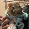 Tricolor and Himalayan male guinea pigs