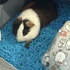Two adorable male guinea pigs