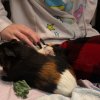 1 year old guinea pig, boy